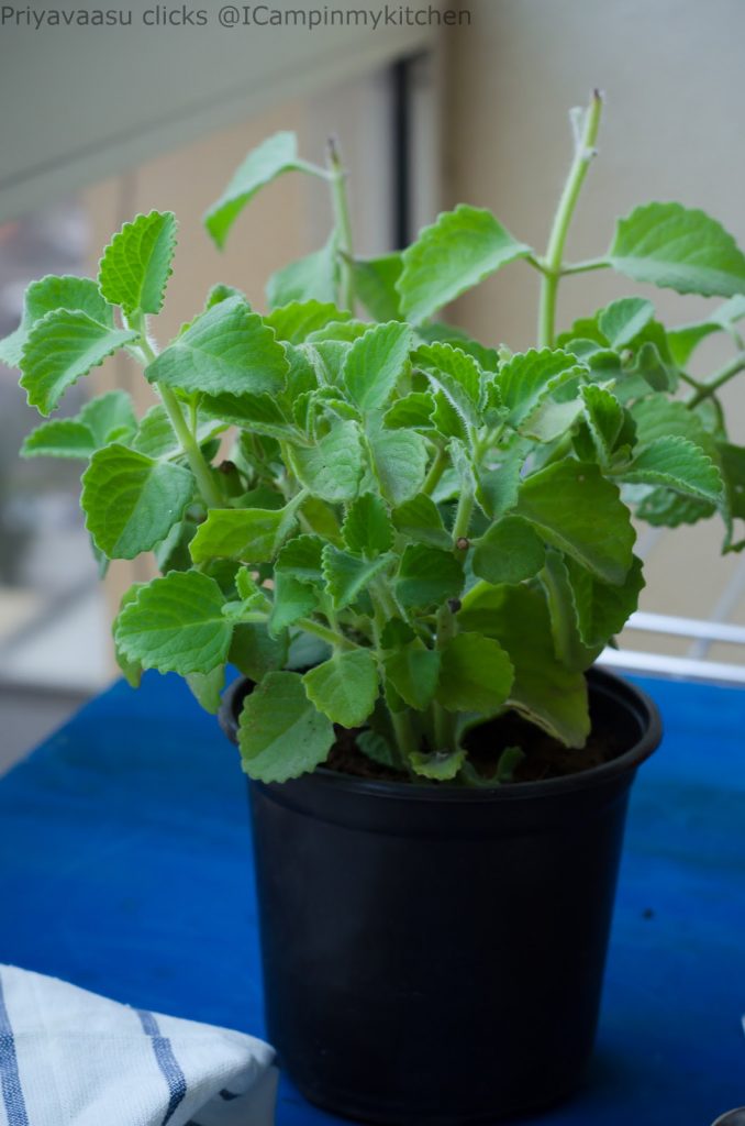 ajwain leaves