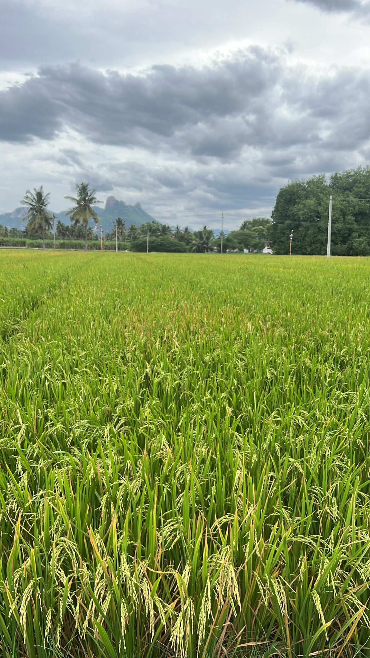 Amma's village paddy fields